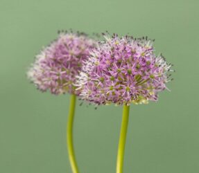 Quali sono i bulbi che fioriscono in estate