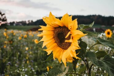 Quali sono le piante che fioriscono in luglio