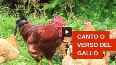 Tutto sul verso o canto del gallo: scienza, storia e curiosità dietro il chicchirichì