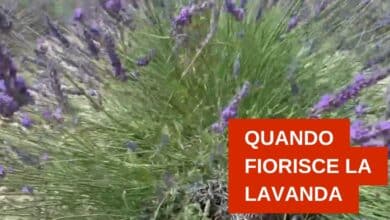 Quando fiorisce la lavanda