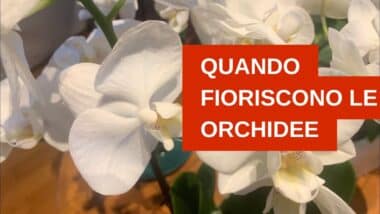 Quando fioriscono le orchidee