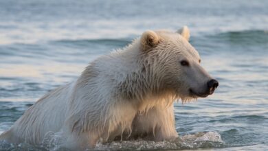 Giornata Mondiale dell’Orso Polare