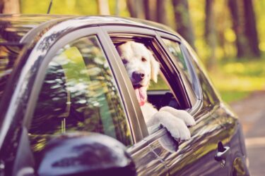 Viaggiare in auto col tuo cane può diventare un’esperienza stressante se soffre di nausea: ecco tutti i consigli pratici per aiutarlo