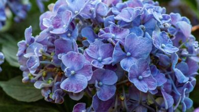 Quali sono le piante che fioriscono in maggio