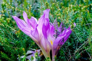 Quali sono i bulbi che fioriscono in autunno