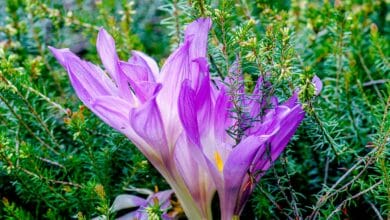 Quali sono i bulbi che fioriscono in autunno