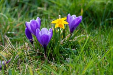 Quali sono i bulbi che fioriscono in primavera