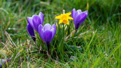 Quali sono i bulbi che fioriscono in primavera