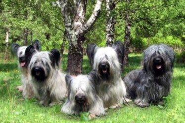 Conosciamo lo Skye Terrier