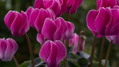 Quali sono le piante che fioriscono a novembre