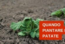 Quanto piantare le patate