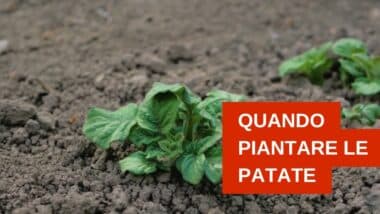 Quanto piantare le patate: guida ai tempi giusti anche per raccoglierle