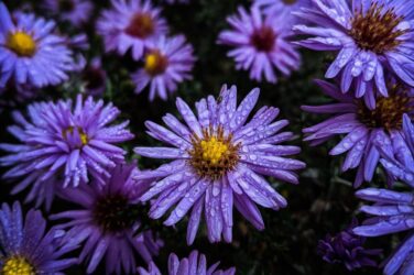 Quali sono le piante che fioriscono a settembre